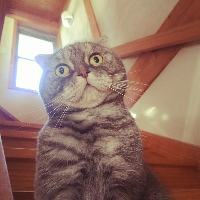 Kosuyaさんの実例写真