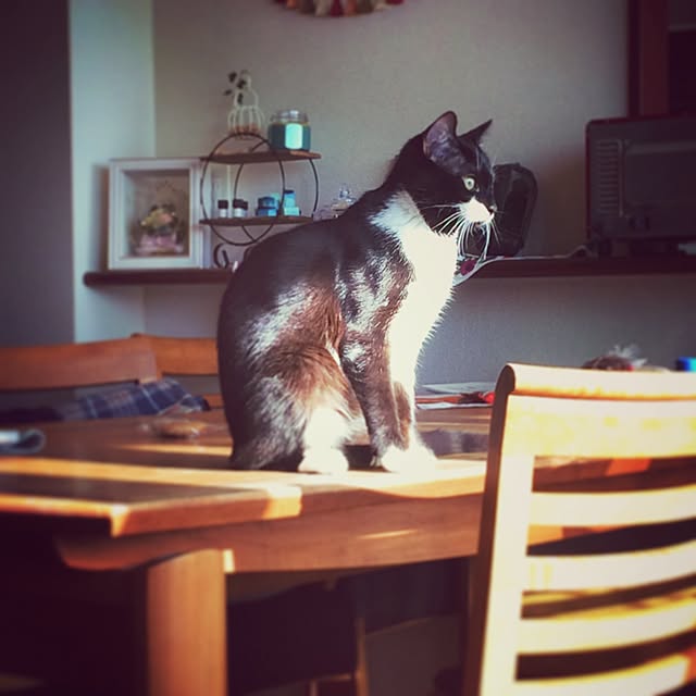 kitさんの実例写真