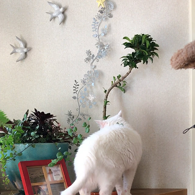 nyanko-beamさんの実例写真