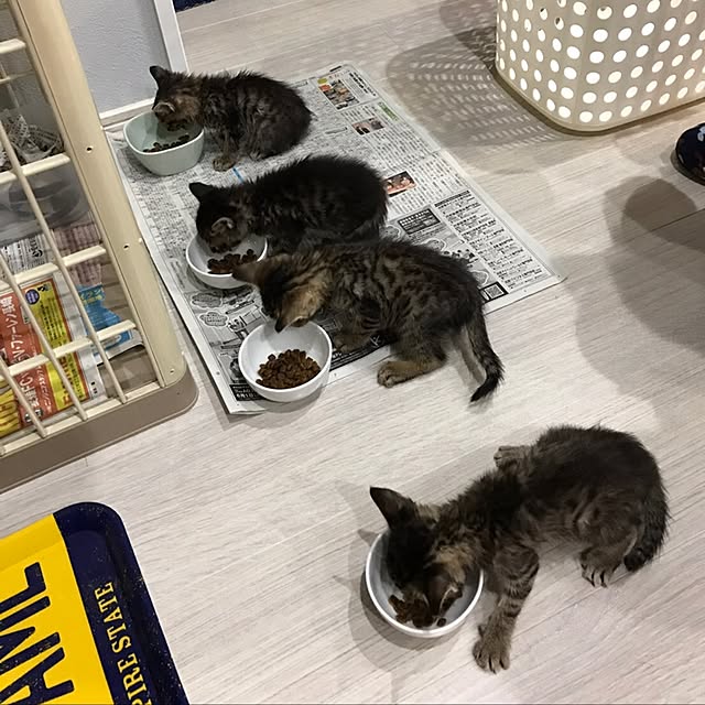 akkyさんの実例写真