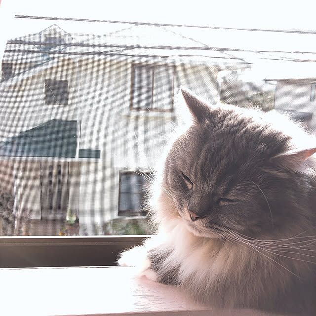 mii-tanさんの実例写真