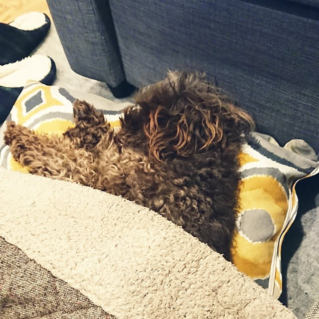 mococoさんの実例写真