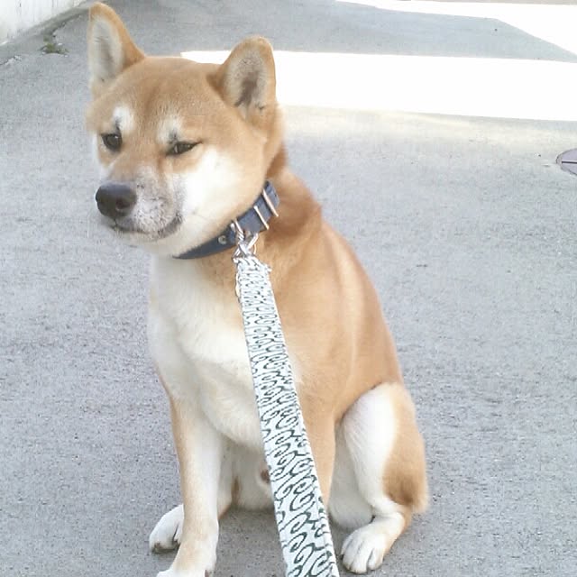 kotaさんの実例写真