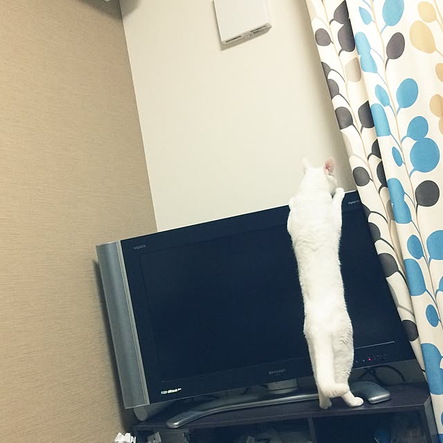 mi-kaさんの実例写真