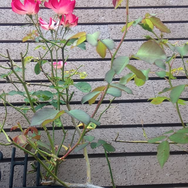 mayRin.さんの実例写真