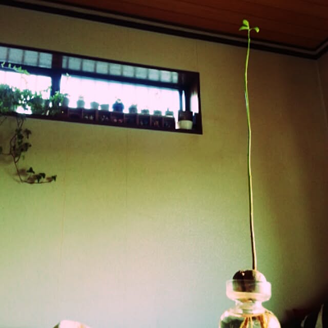 リビング/植物のインテリア実例 - 2013-11-23 15:57:10