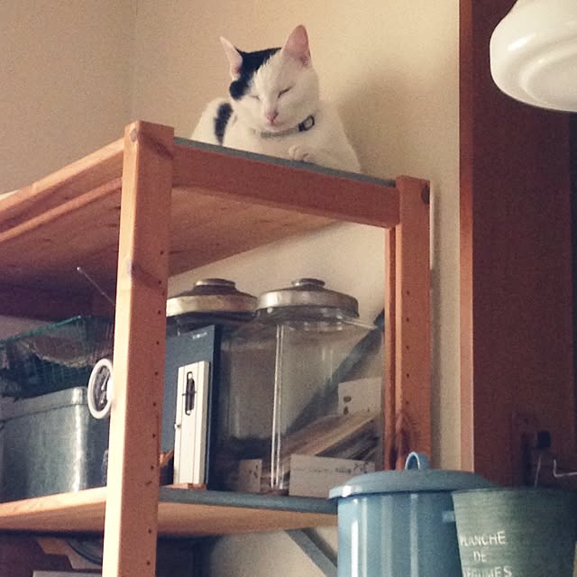 chiさんの実例写真