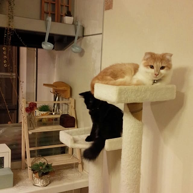 yuさんの実例写真