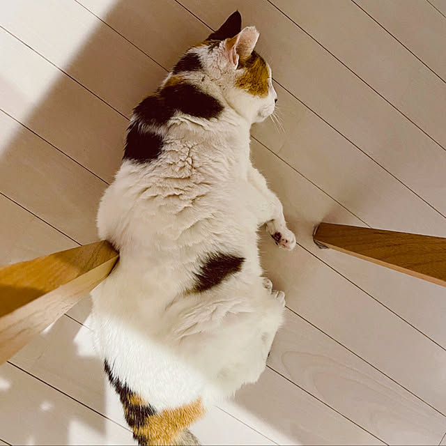 Denchanさんの実例写真