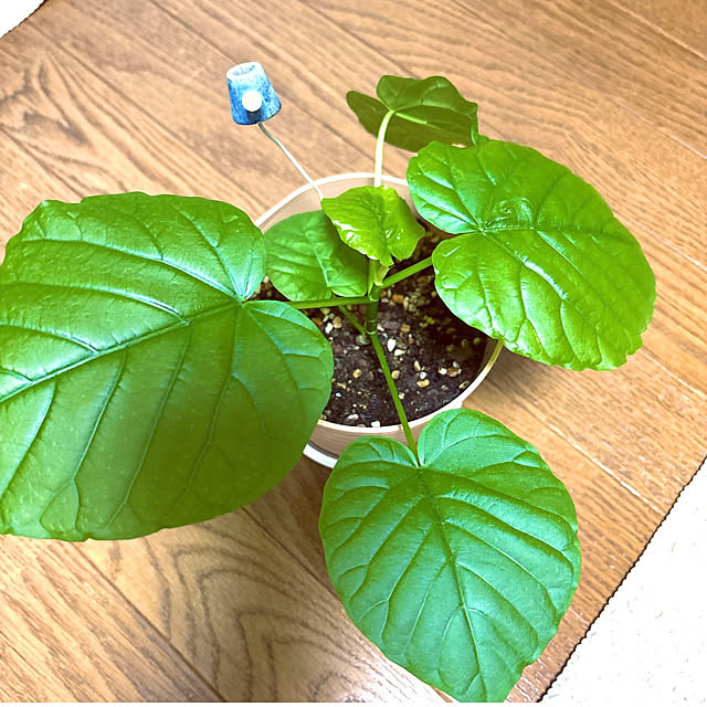 takakoさんの部屋