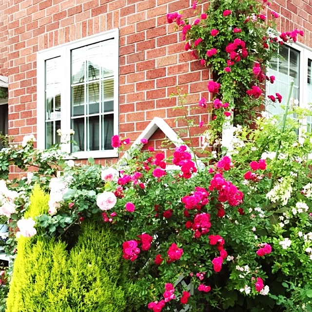 **yuu**さんの実例写真