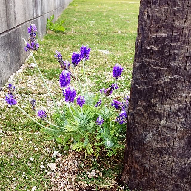 wapicobitoさんの実例写真
