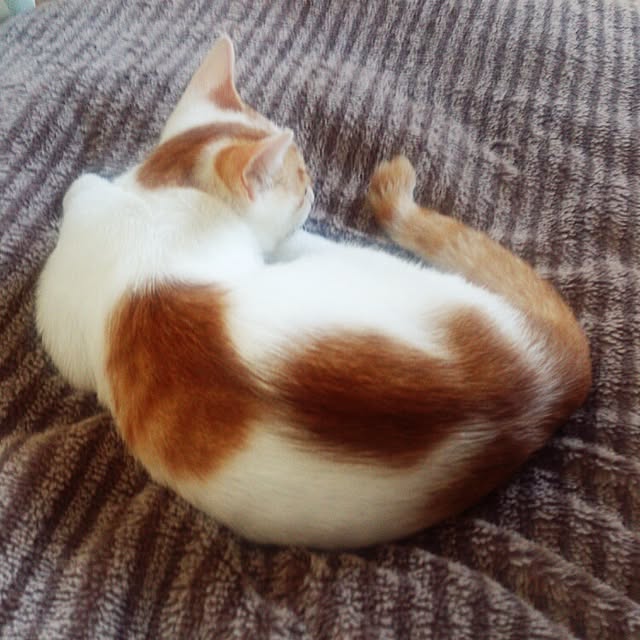 minkokoさんの実例写真