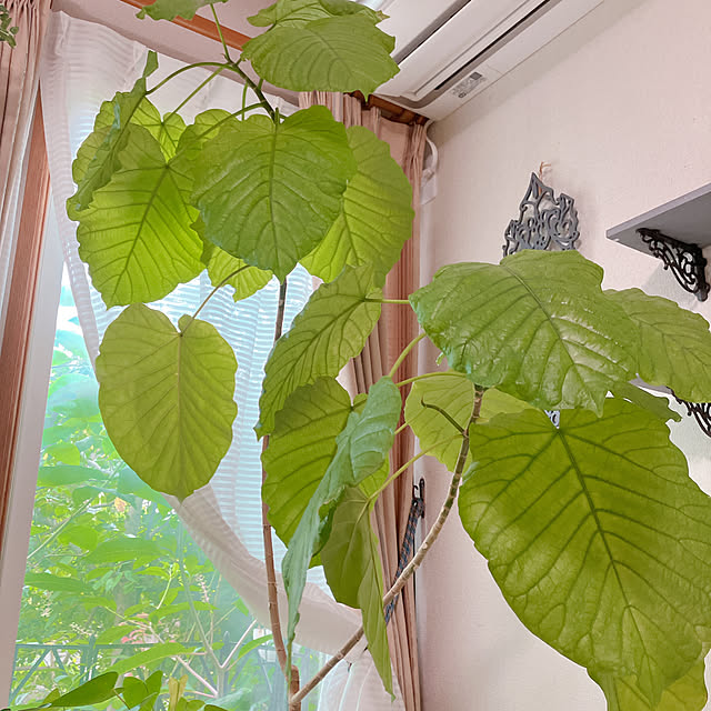 Tupemamaさんの部屋