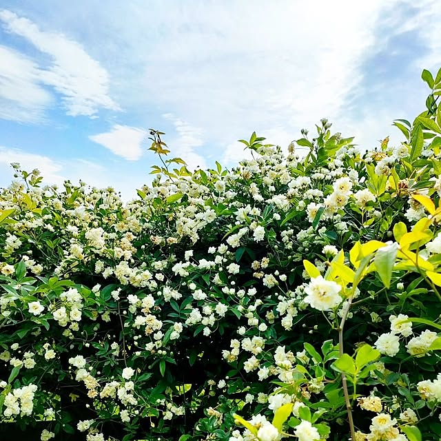 ai.happyplaceさんの実例写真