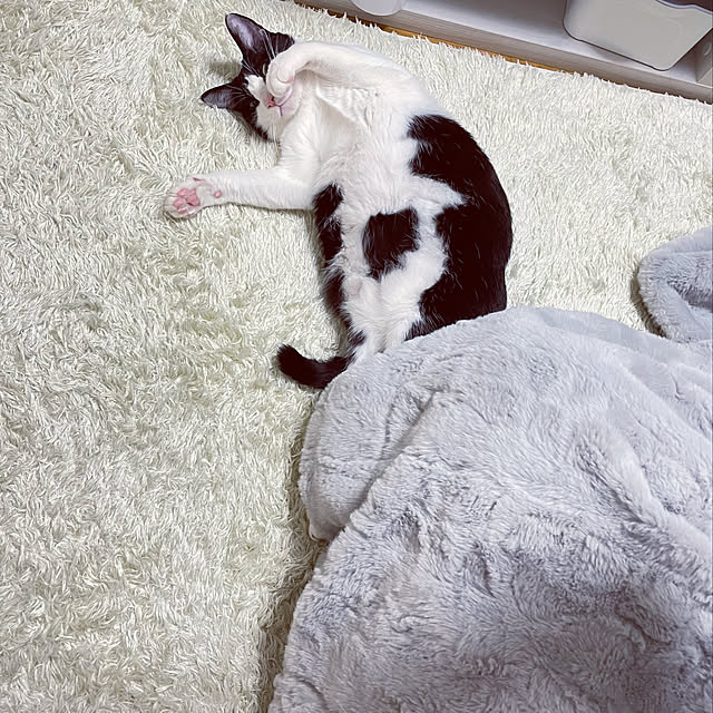 Chisaさんの実例写真