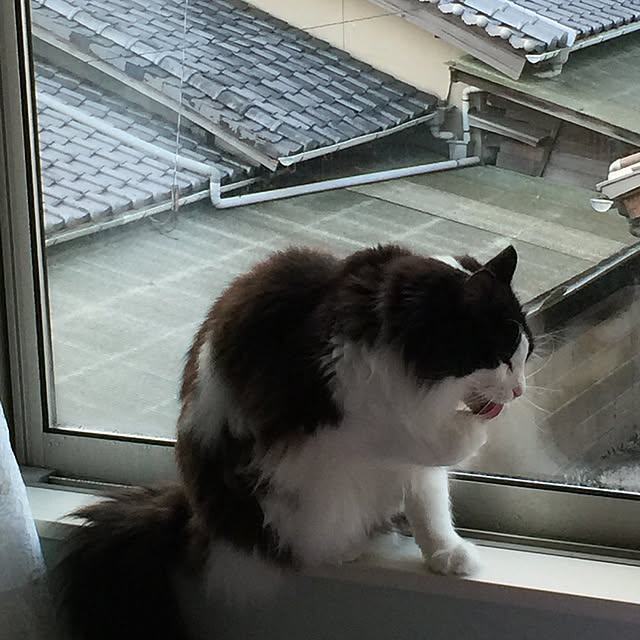 joyさんの実例写真