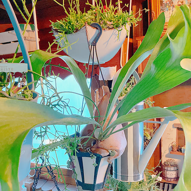 Hanakaさんの部屋
