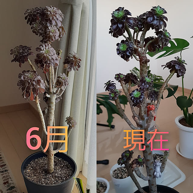 greenmanさんの実例写真
