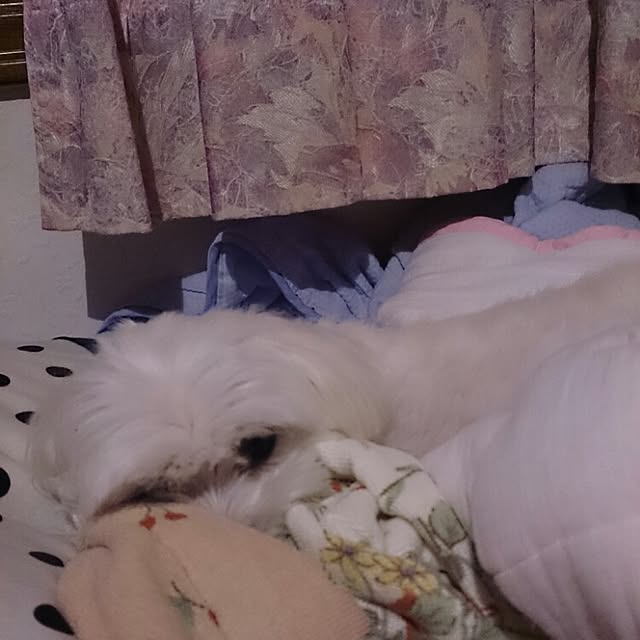 pocoさんの実例写真