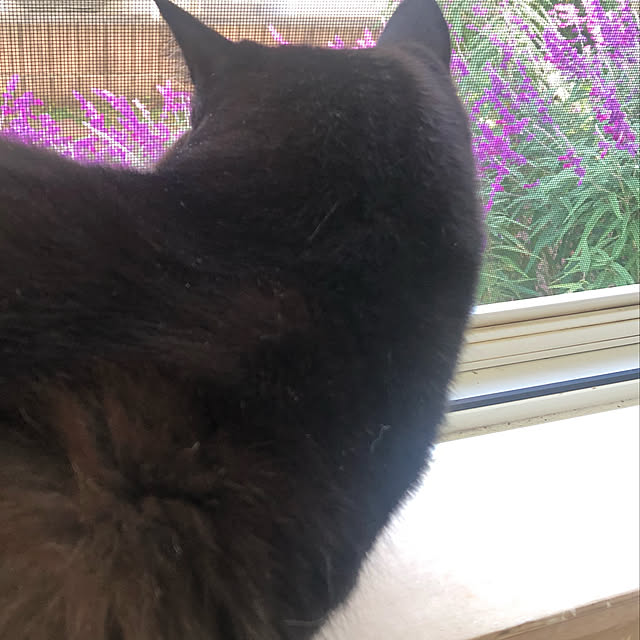 pippiさんの実例写真