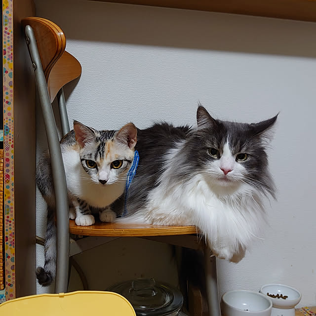 shinobuさんの実例写真