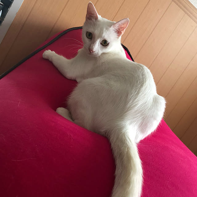 arsさんの実例写真