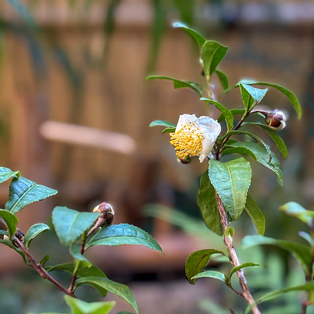 fawnさんの実例写真