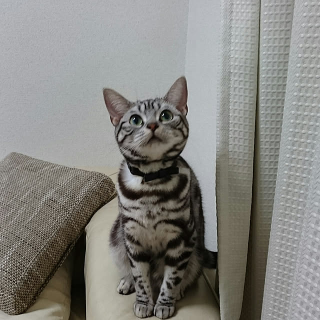 CatClipさんの実例写真
