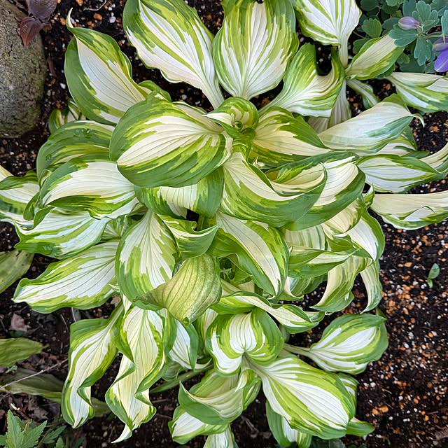 mamizaさんの部屋