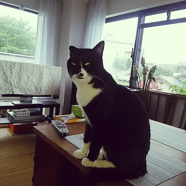 spinetailさんの実例写真