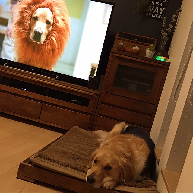 Kazueさんの実例写真