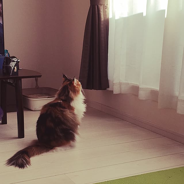 Tomokoさんの実例写真