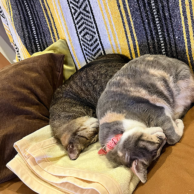 yoshibuさんの実例写真