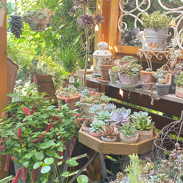 mintteaさんの部屋