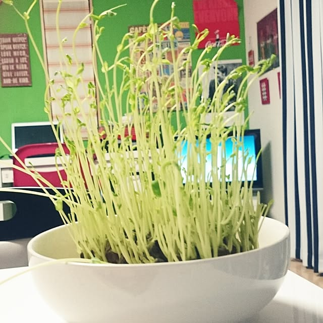 chikachinさんの実例写真
