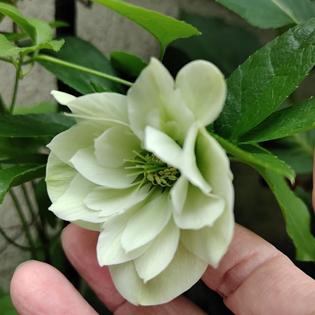 kiraさんの部屋
