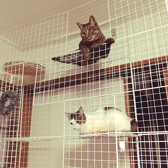 Mikaさんの実例写真