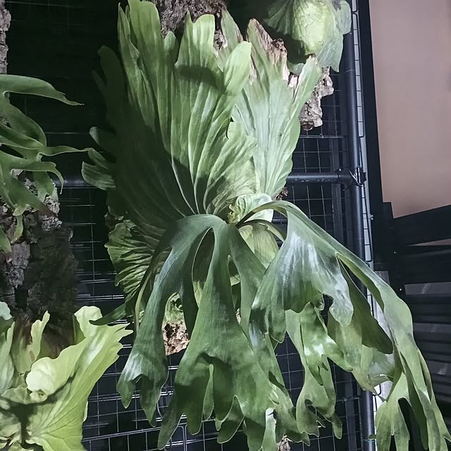 brooklynさんの実例写真