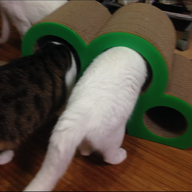 kuntaさんの実例写真