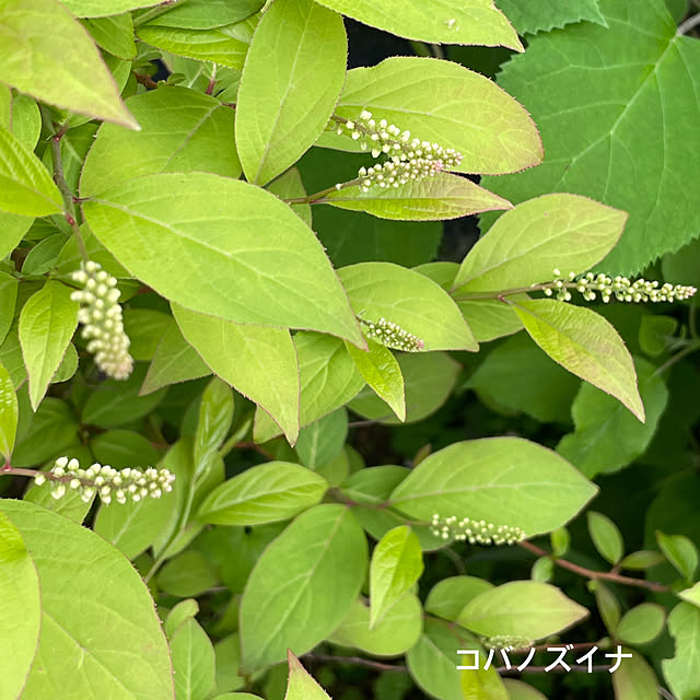 buchiさんの部屋