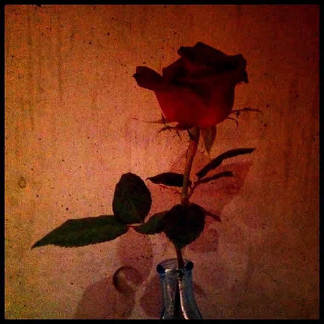 marina_blue_roseさんの実例写真