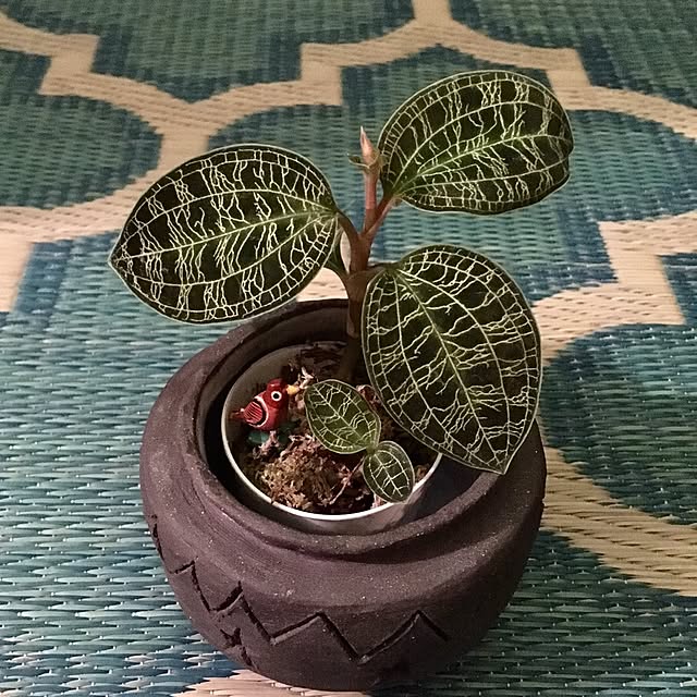 shigeroomさんの実例写真