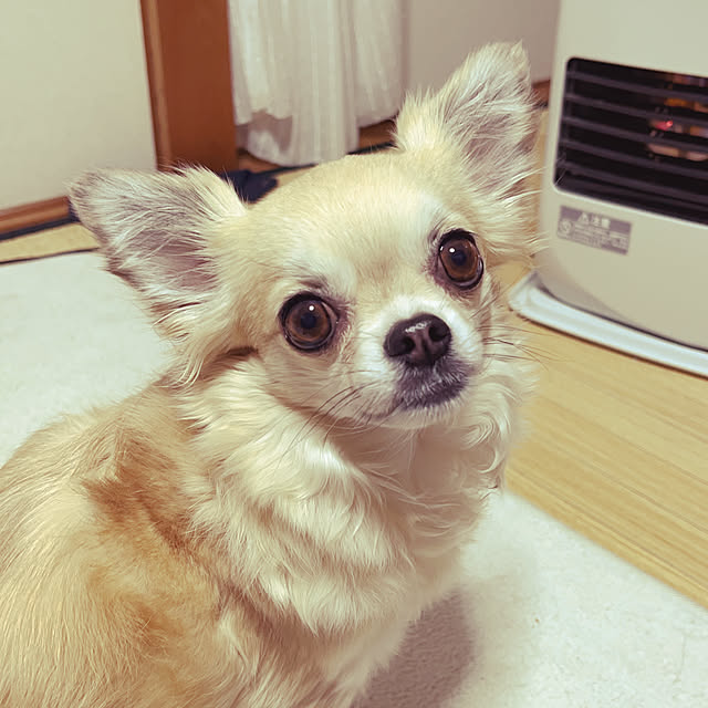 coco.chaさんの部屋