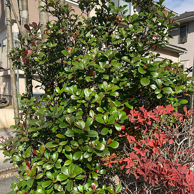 実例写真
