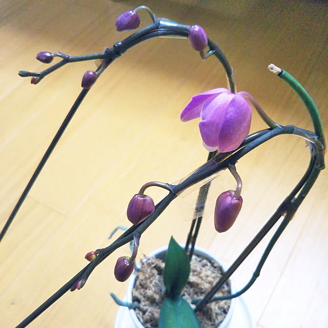 kotatsumamaさんの実例写真
