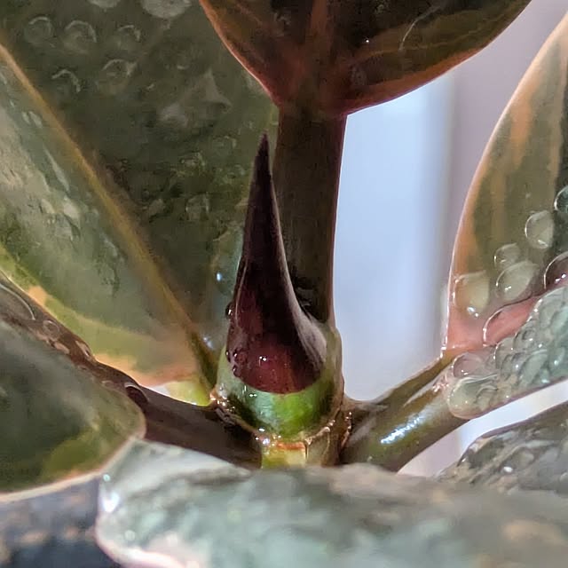 mi-saさんの部屋