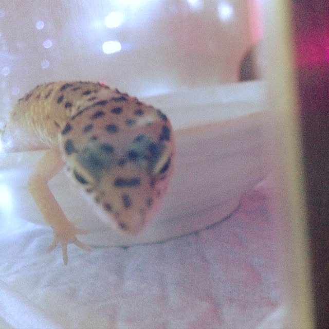 xxxpunk696さんの実例写真