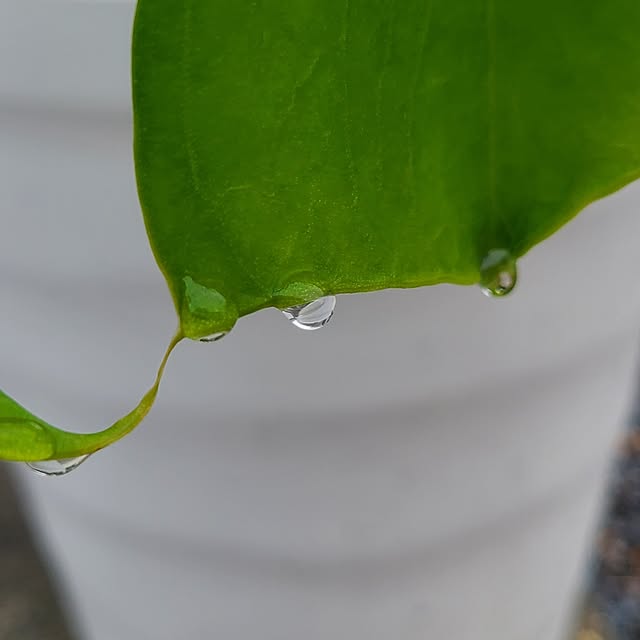 Rubiconさんの部屋