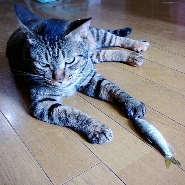 riroさんの実例写真